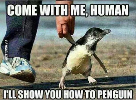 Sweg Penguins Don T Have Knees 9gag