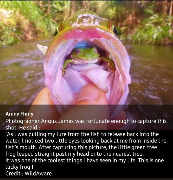 Live frog inside of fishes mouth