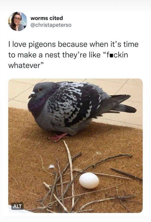 Pigeons nest 9gag