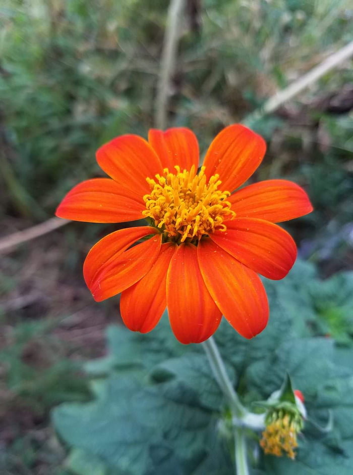 This is called a Mexican sunflower - 9GAG