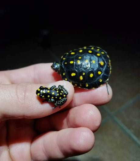 Mini Turtles - 9GAG