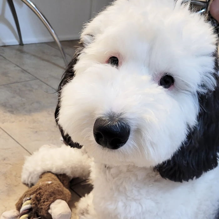 Meet Bayley, Snoopy's Real-Life Doppelgänger - 9GAG