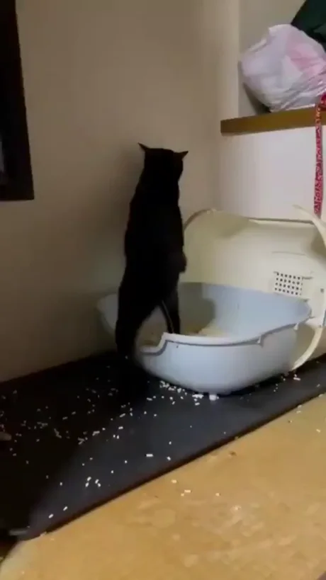 Have you ever seen a cat pee while standing up? Well, now you have! - 9GAG