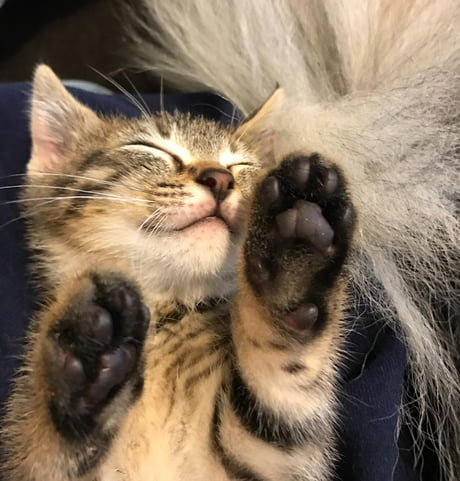 Kitten beans outlet