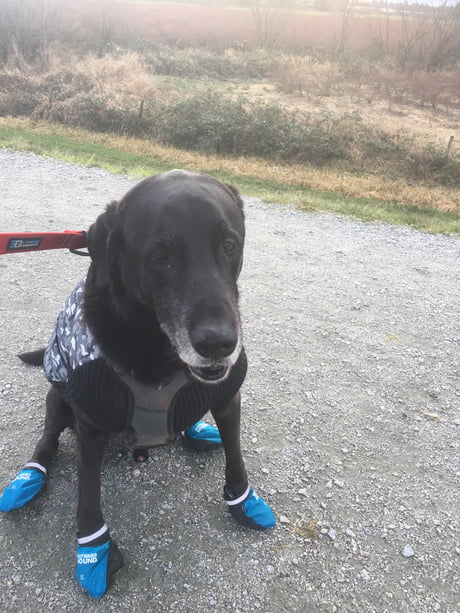 shoes for dogs with arthritis