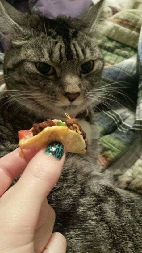 When you need to feed your Mexican cat 9GAG