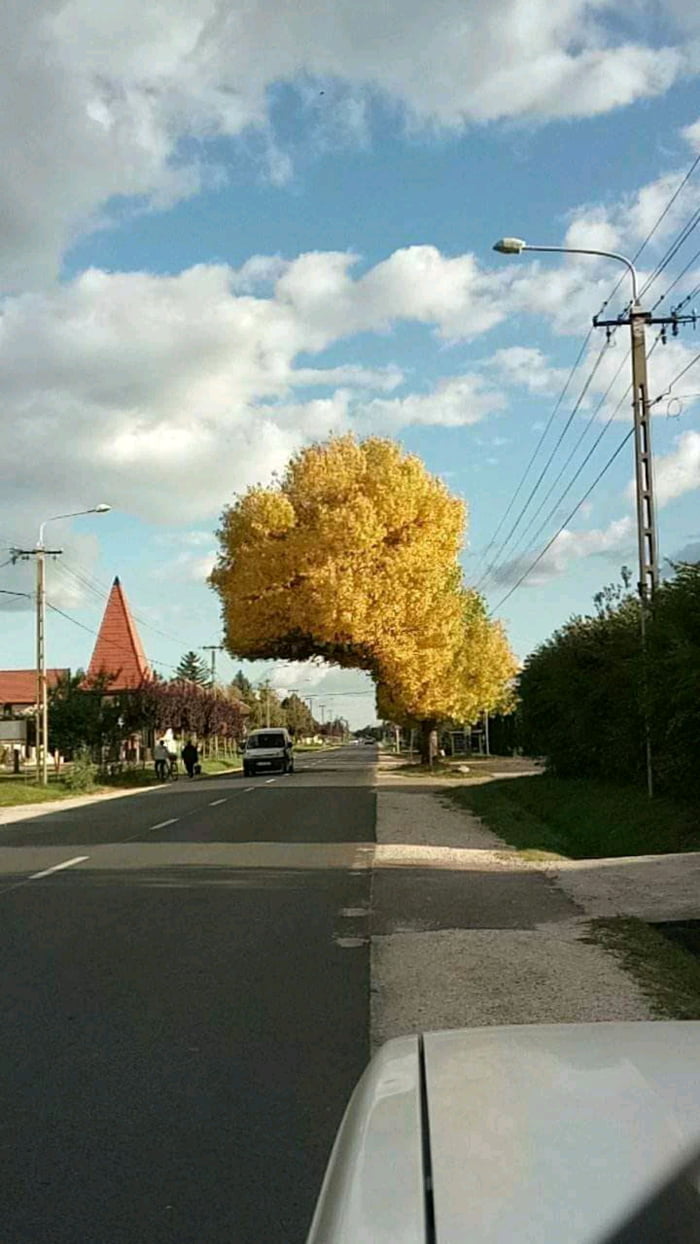 Just a tree in Hungary