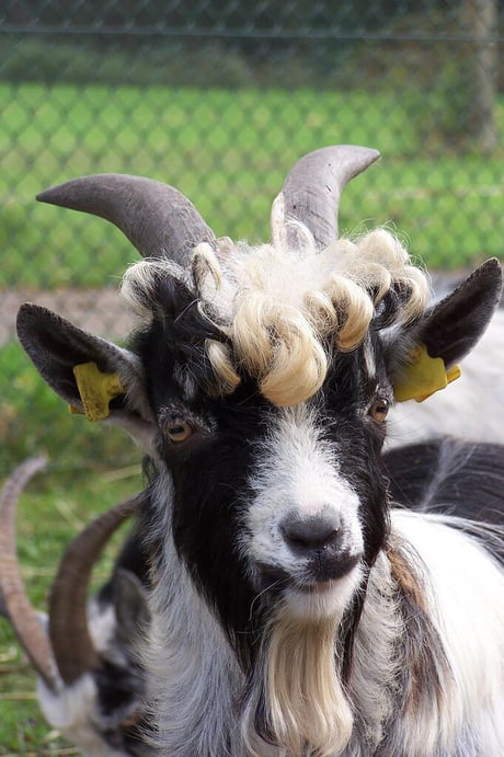 3,280 Long Haired Goat Images, Stock Photos & Vectors | Shutterstock