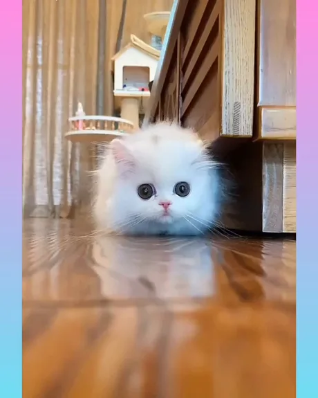Very Cute Cat