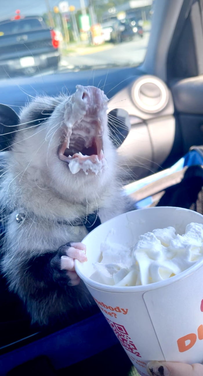 You can say Louie the Opossum likes his…”pup cup” from Dunkin’Donuts 9GAG