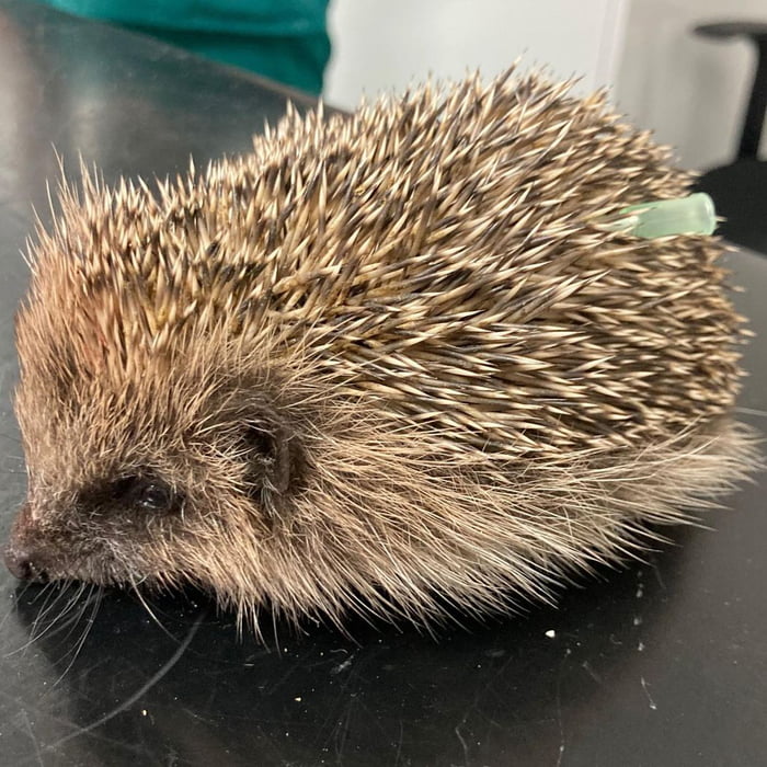 Hedgehog Deflated By Vet After Ballooning Up To Size Of Melon 9GAG