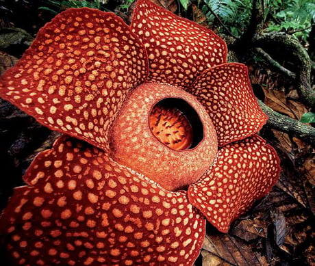 Rafflesia Arnoldii - The Largest Flower in the World - 9GAG