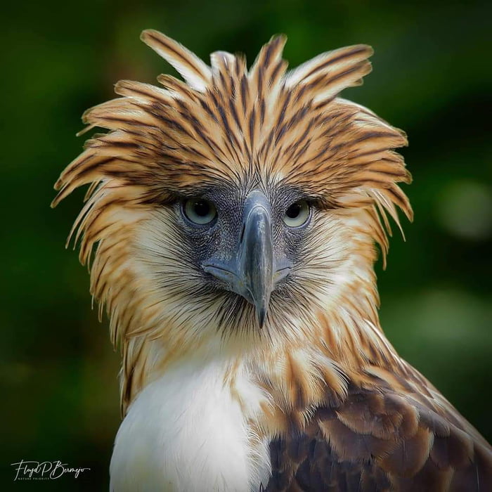 Philippine Eagle - 9GAG