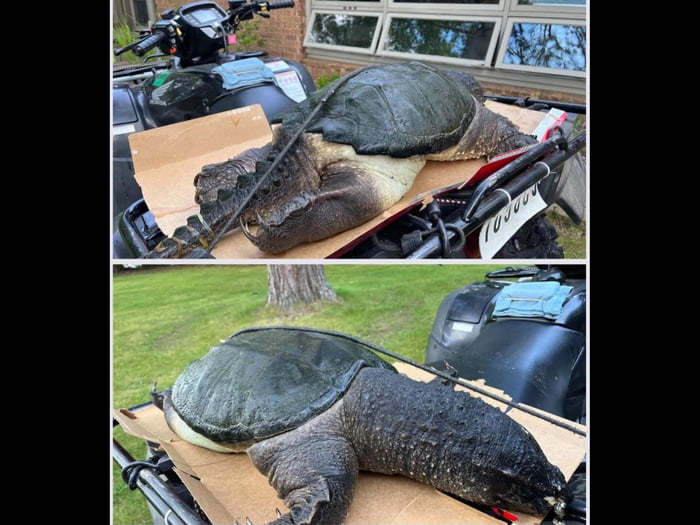 Is It Illegal To Kill A Snapping Turtle In Wisconsin