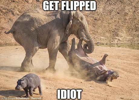 funny elephants memes