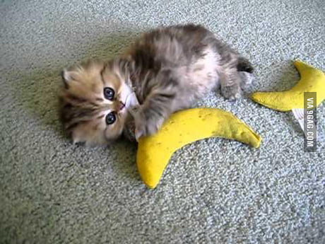 kitten banana