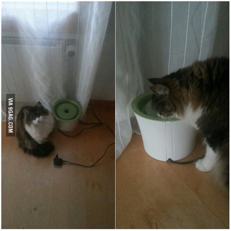 my cat drinks a lot of water reddit