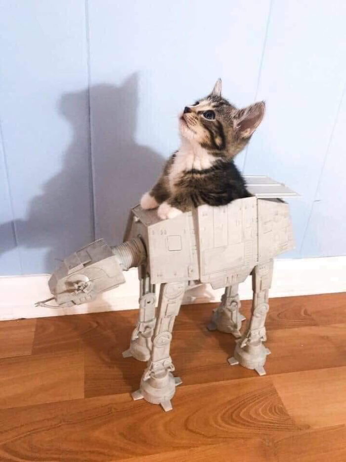 It&rsquo;s a CAT-CAT!