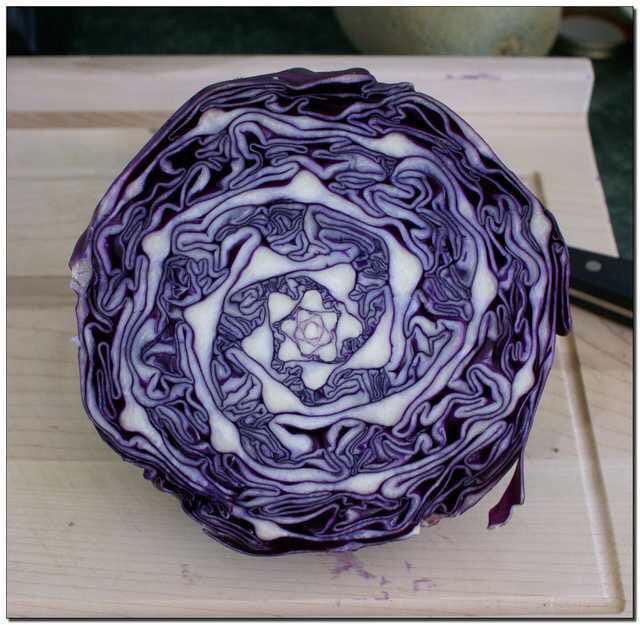 This red cabbage looks crazy