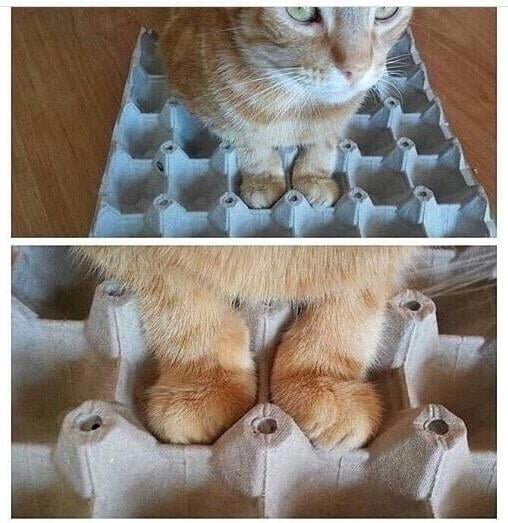 The way this cats paws fit