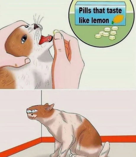 Lemon and cat