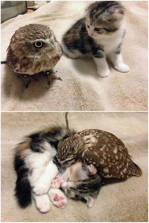 Owl and Cat sleepover