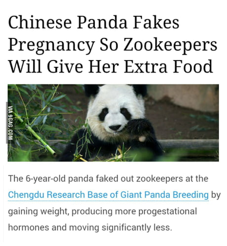 Been seeing this in my newsfeed recently. Wise...Wise Panda! - 9GAG