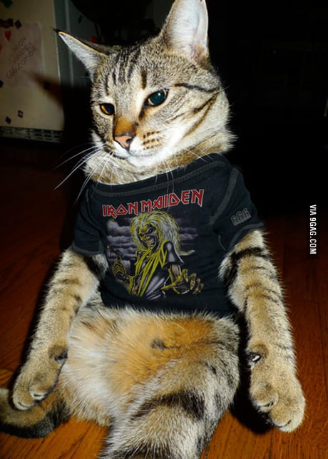 iron maiden cat shirt