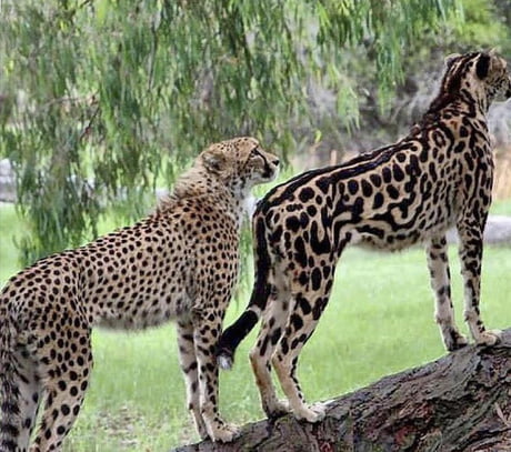 This Is A King Cheetah Right Next To A Regular Cheetah Left The King Cheetah Is A Rare Color Mutation That Happens In Cheetahs On Occasion In Africa There Has Only Been 6