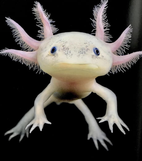 Oh Hi There Axolotl 9gag