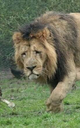 Lioness In Heat Bites Lion's Balls At Rotterdam Zoo - 9GAG