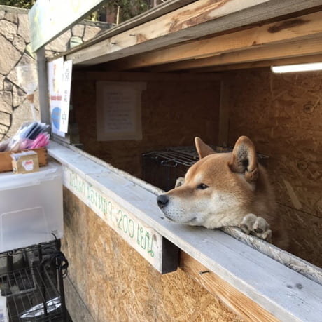 Dog's Roasted Sweet Potato Stand - Gastro Obscura