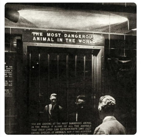In 1963, the Bronx Zoo installed an exhibit called “ The Most Dangerous Animal in the World”. It was a mirror - 9GAG In 1963, the Bronx Zoo installed an exhibit called “ The Most Dangerous Animal in the World”. It was a mirror - 9GAG