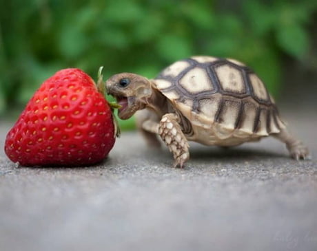 Tiny Tortoise Big Bite 9gag