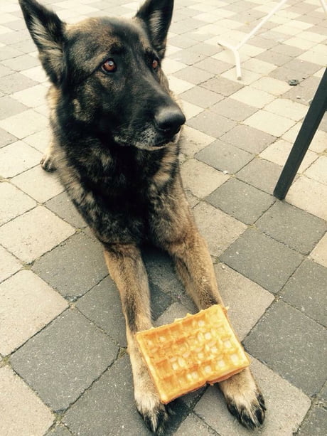 can i feed my german shepherd dog waffles