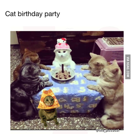 Birthday Party Cat Meme - Jamies Witte