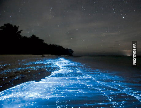 Red Tide At Night Caused By An Algae Bloom 9gag