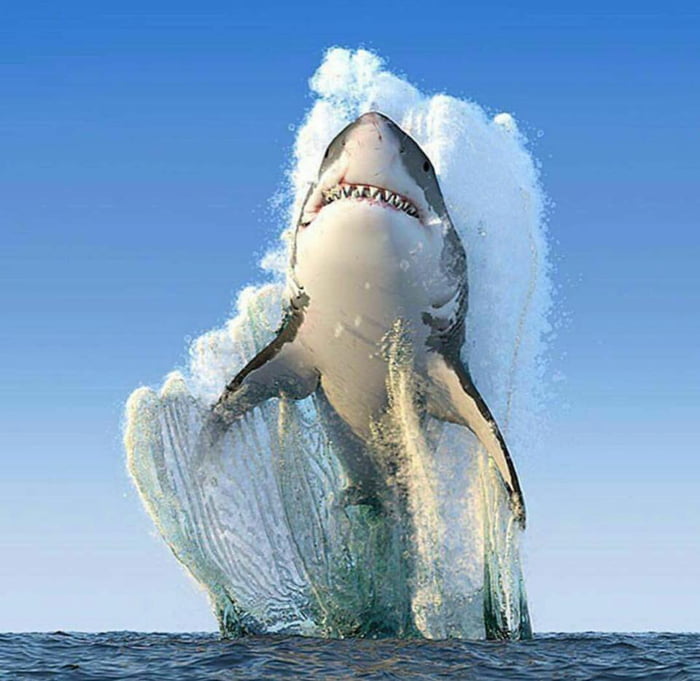 Photo of the year by National Geographic's Bob Burton. Amazing