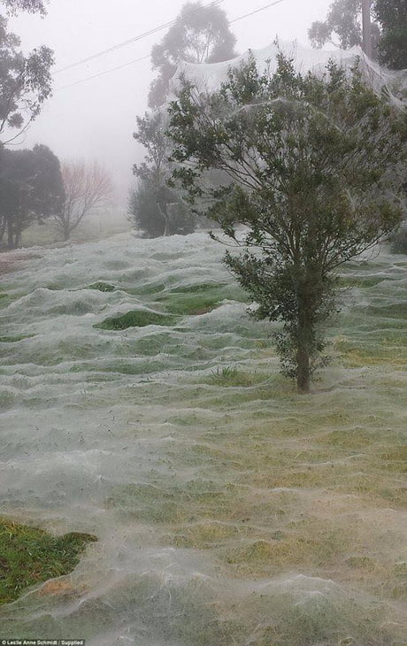 Spider Webs Conquer Australia 