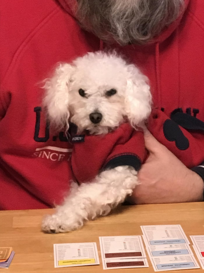 My dad’s doggo doin a heckin Monopoly