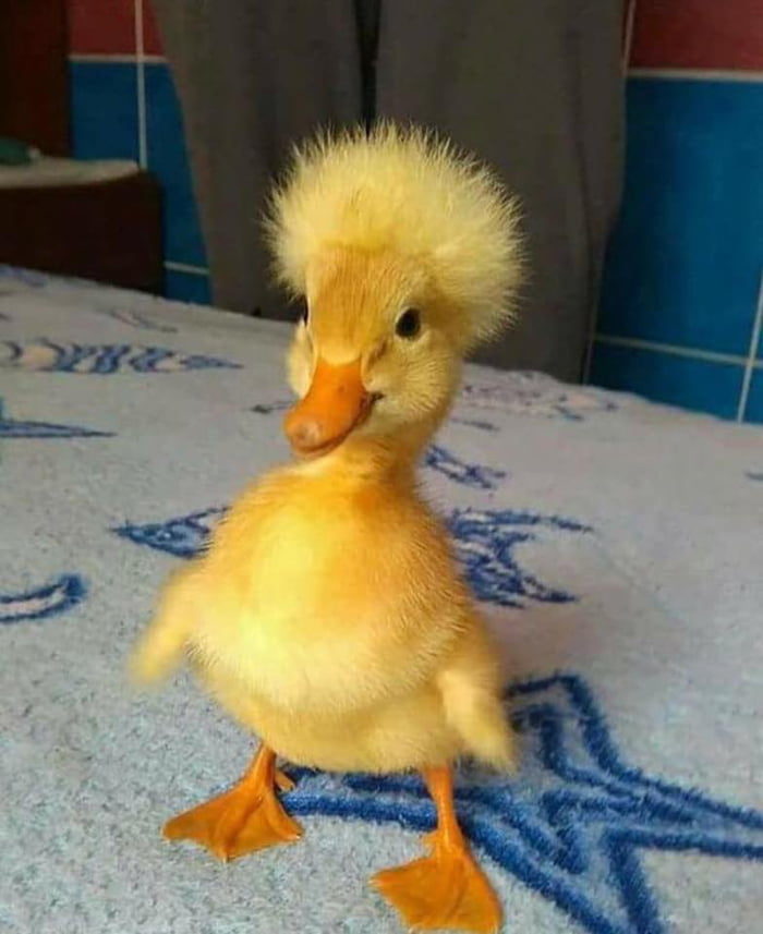 Quackpupper doin a stylish