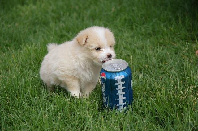 Ｐｕｐｐｅｒ ｄｏｉｎ ａ ｄｒｉｎｋ