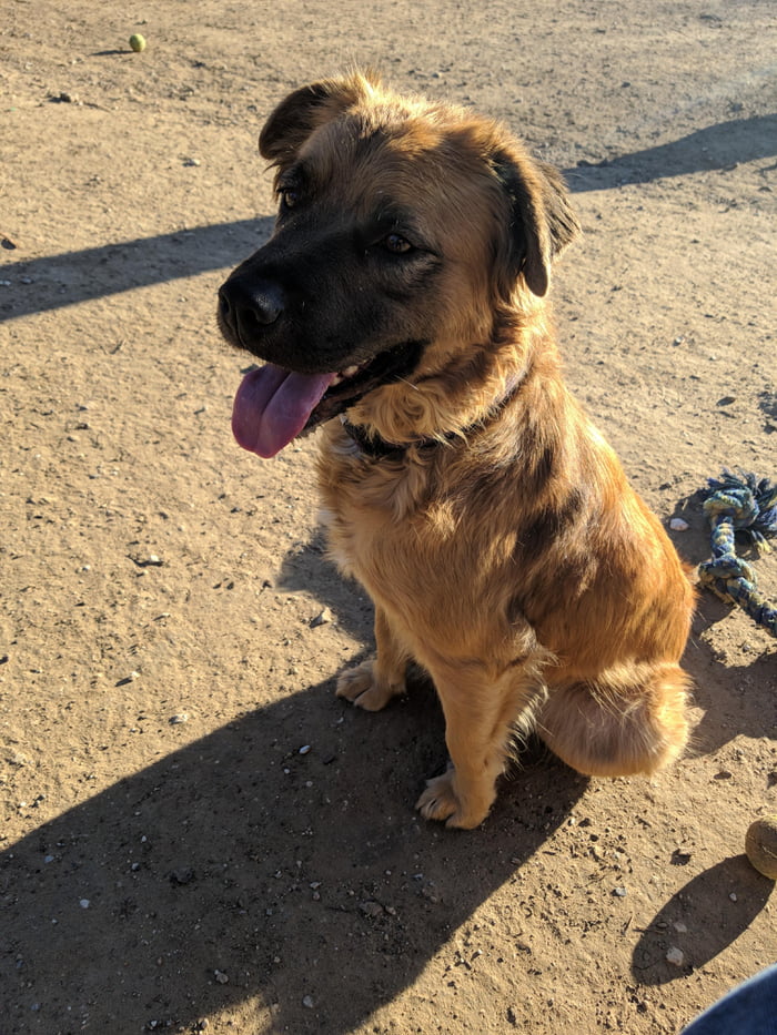 Cookie at the doggo park today
