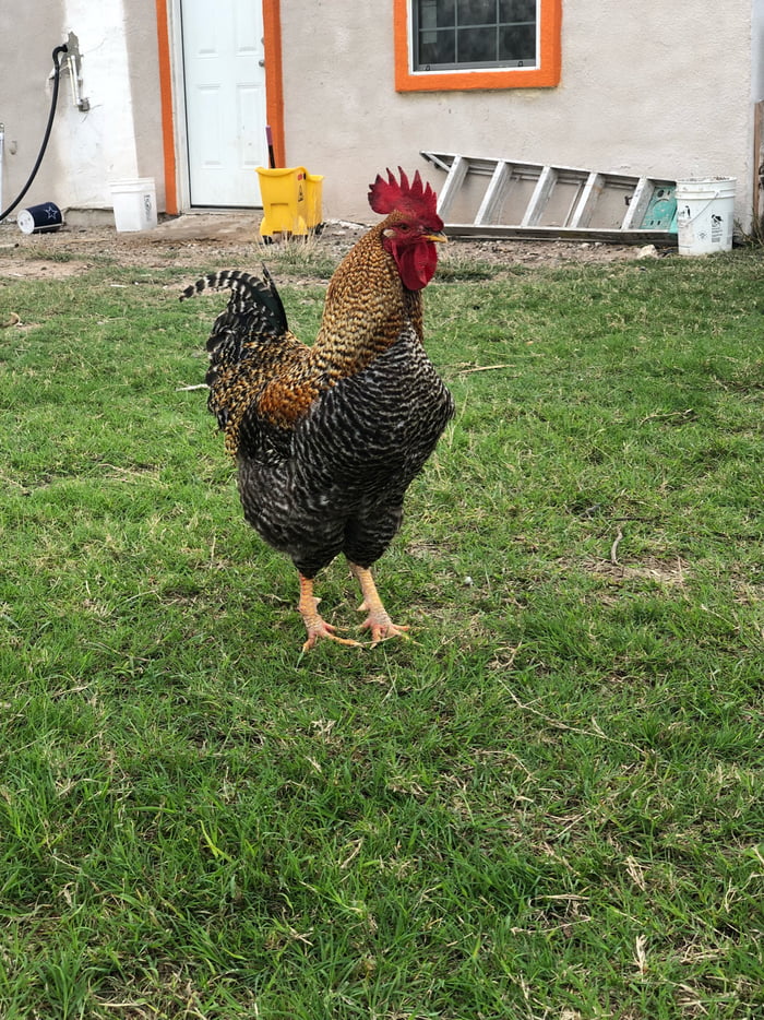 Look at my cock.