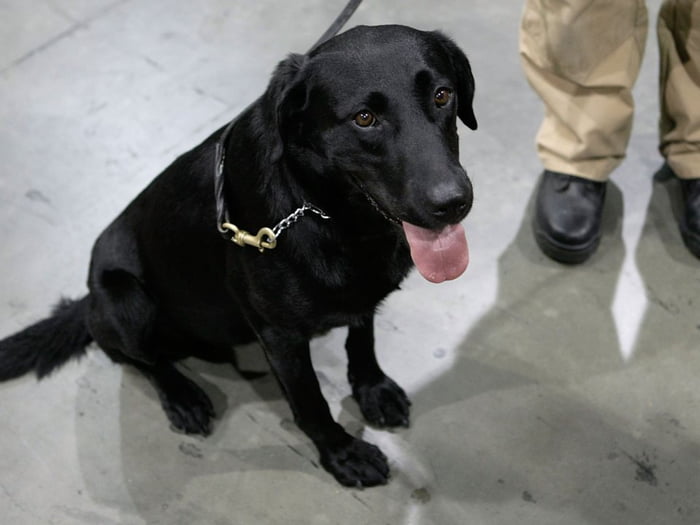 You Can Adopt Dogs That Failed Government Training For Being Too Nice