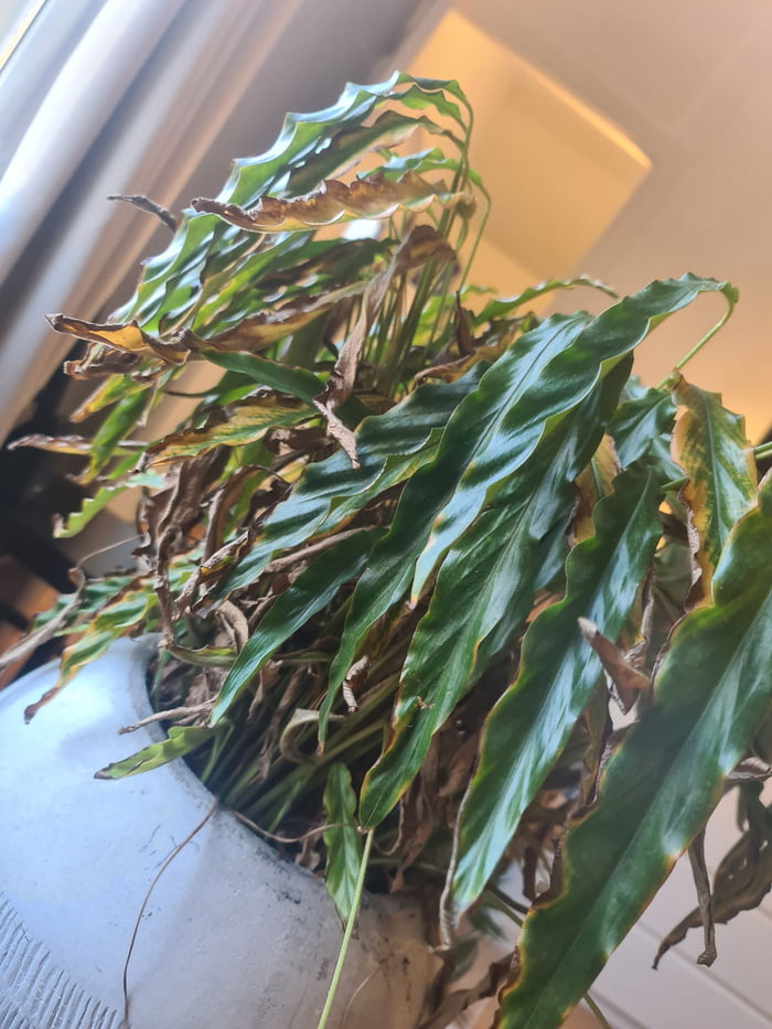 Why is my plant dying? 9GAG