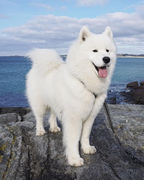 Samoyed