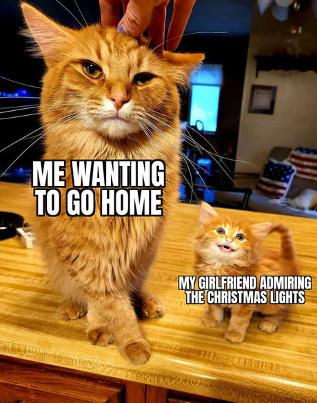 100+ Cat memes, GIFs, Videos and more