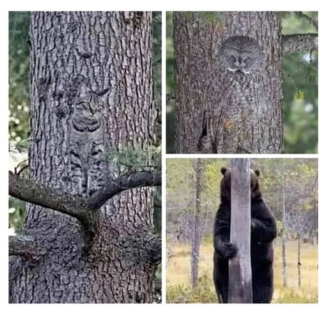 Camouflage skills