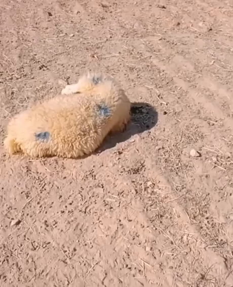 Sheep takes a nap and everybody leaves without him